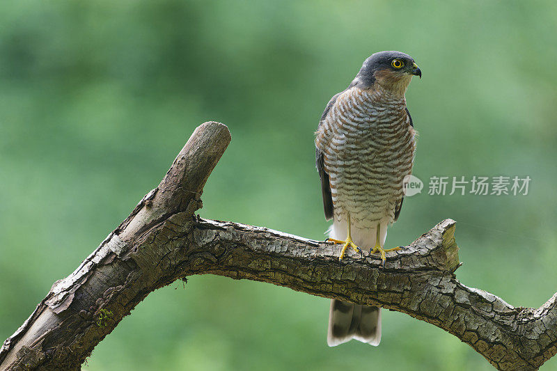 雄性雀鹰(Accipiter nisus)